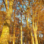 Eichbäume in der Abendsonne im Spätherbst