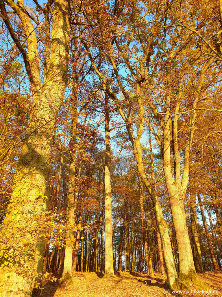 Eichbäume in der Abendsonne im Spätherbst